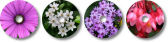 Flowers Art Pack #1
