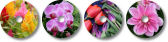 Flowers Pack #2