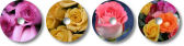 Roses Art Pack