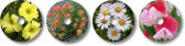 Wildflowers Art Pack